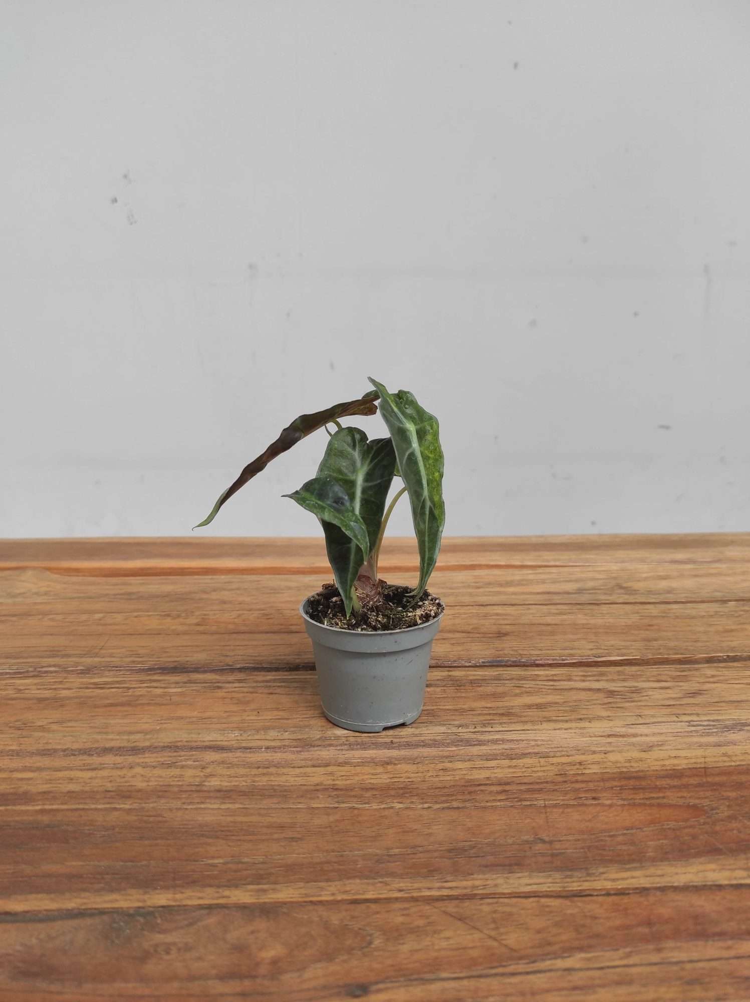 Alocasia Amazonica Dwarf 'Variegata' - Image 2