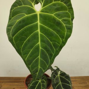 Anthurium Regale