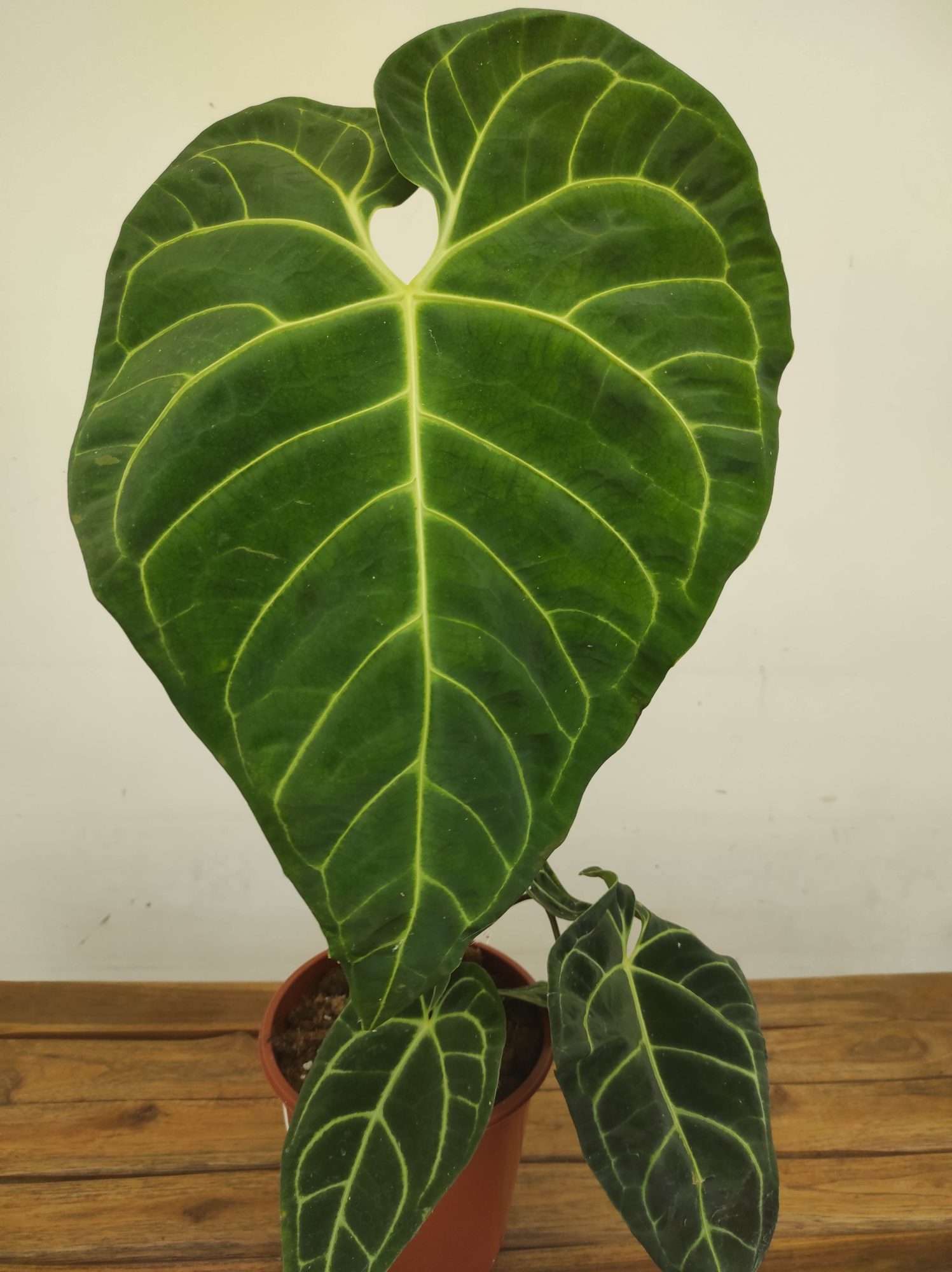 Anthurium Regale