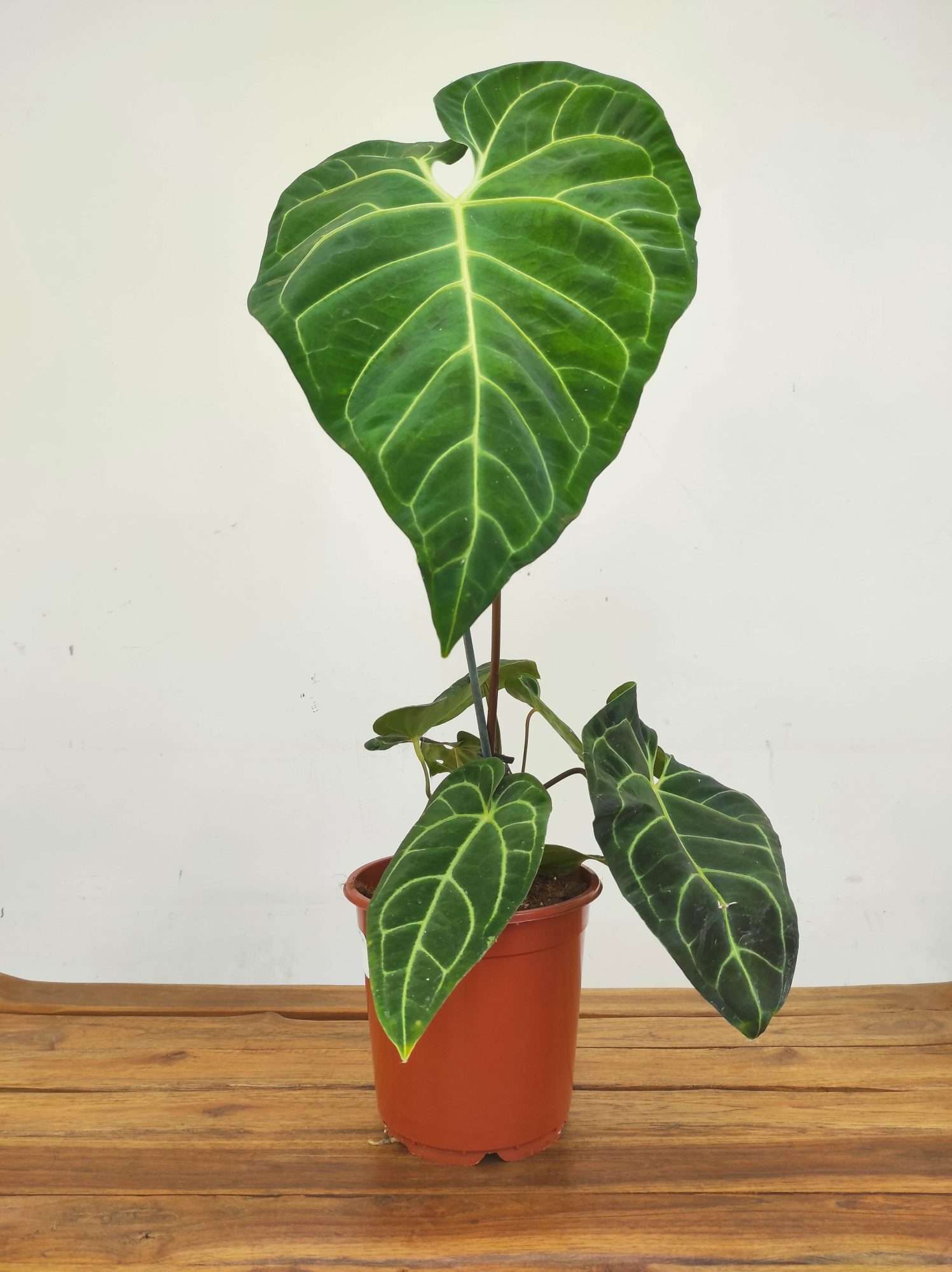 Anthurium Regale - Image 2