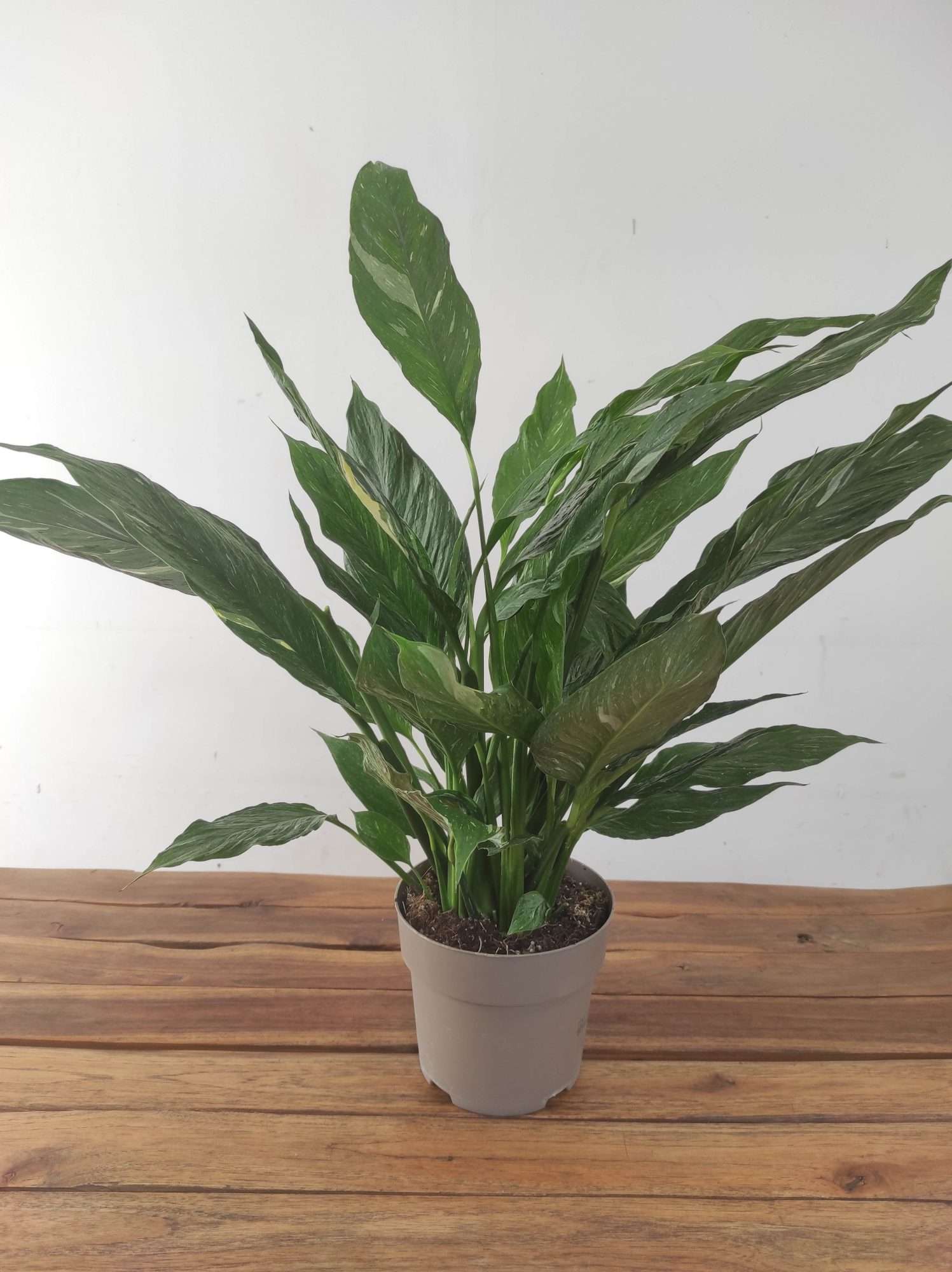 Spathiphyllum Diamond Variegata V.17 - Image 2