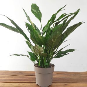 Spathiphyllum Diamond Variegata V.17