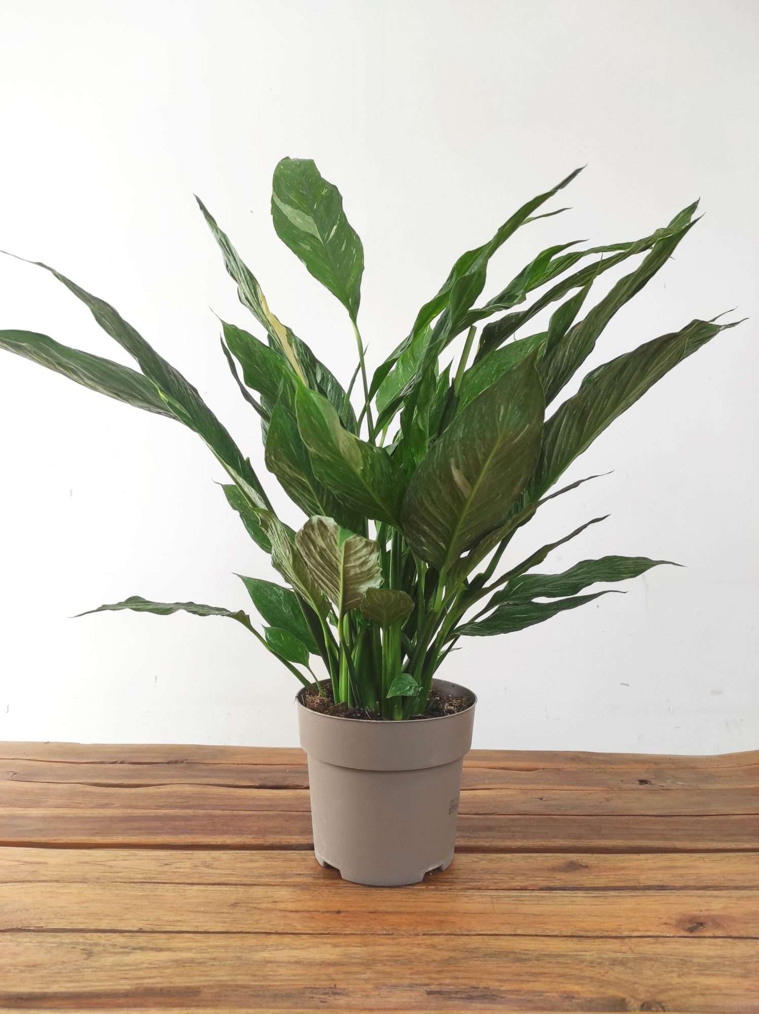 Spathiphyllum Diamond Variegata V.17