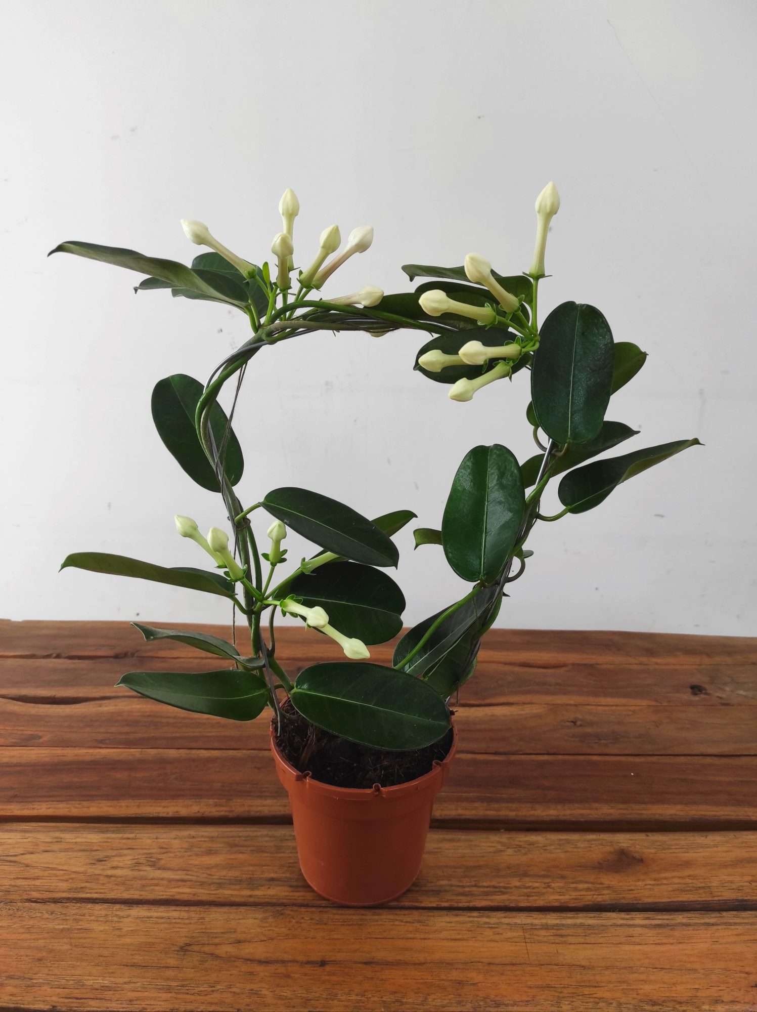 Stephanotis Floribunda - Image 2