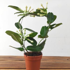 Stephanotis Floribunda