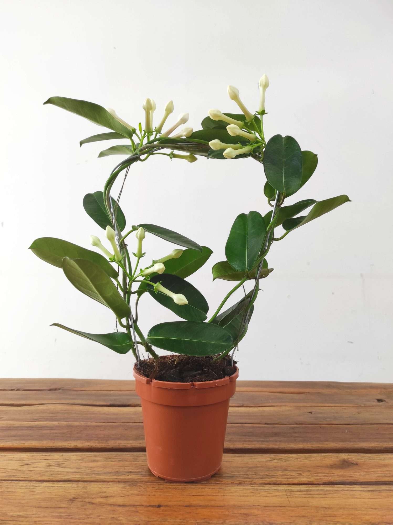Stephanotis Floribunda