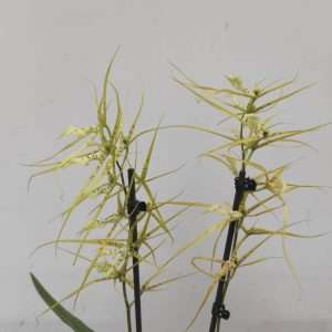 Oncidium 'Tarantula Xl Bright' - 2 Hastes