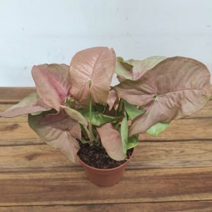Syngonium Podophyllum V.12