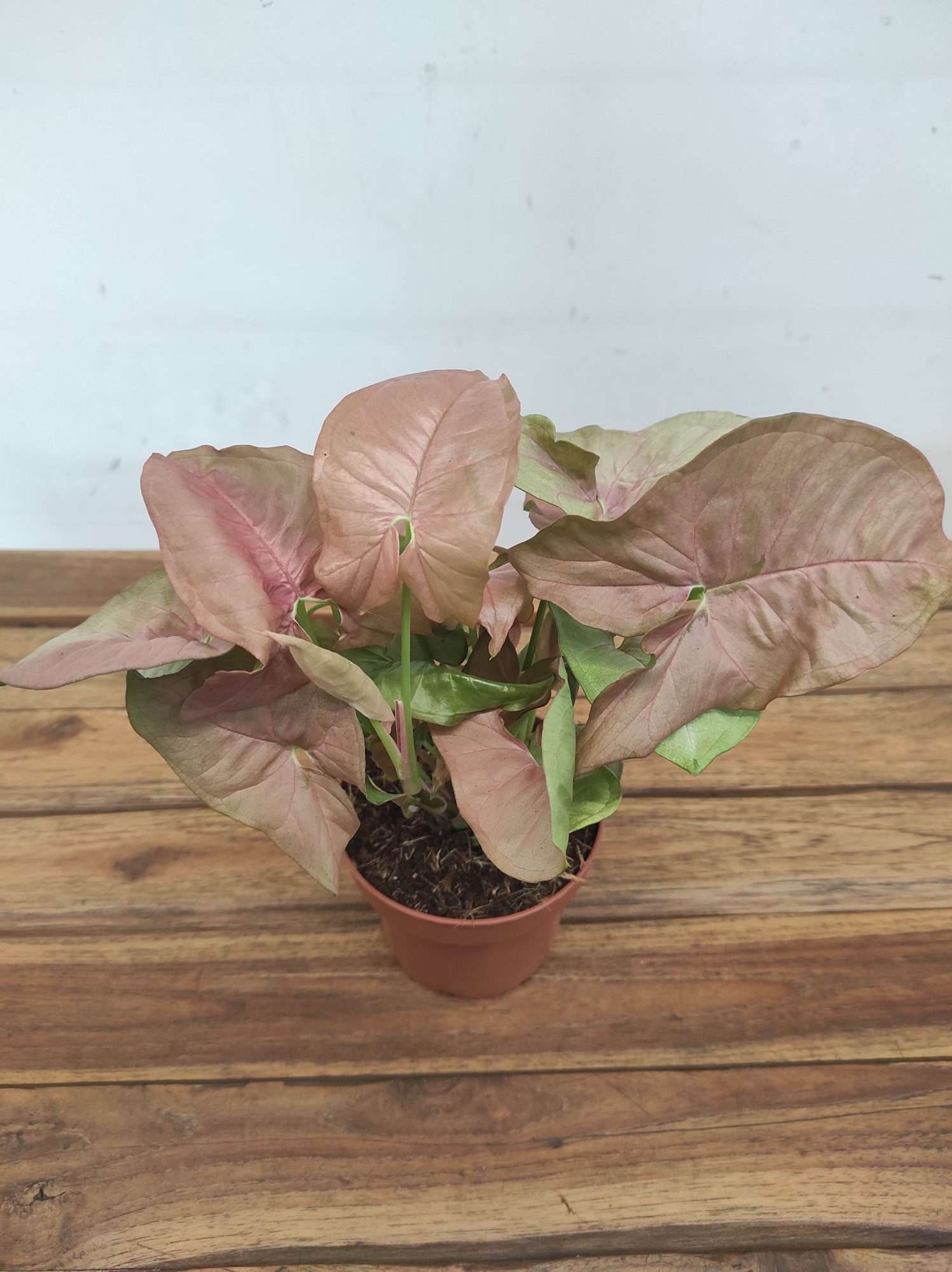 Syngonium Podophyllum V.12