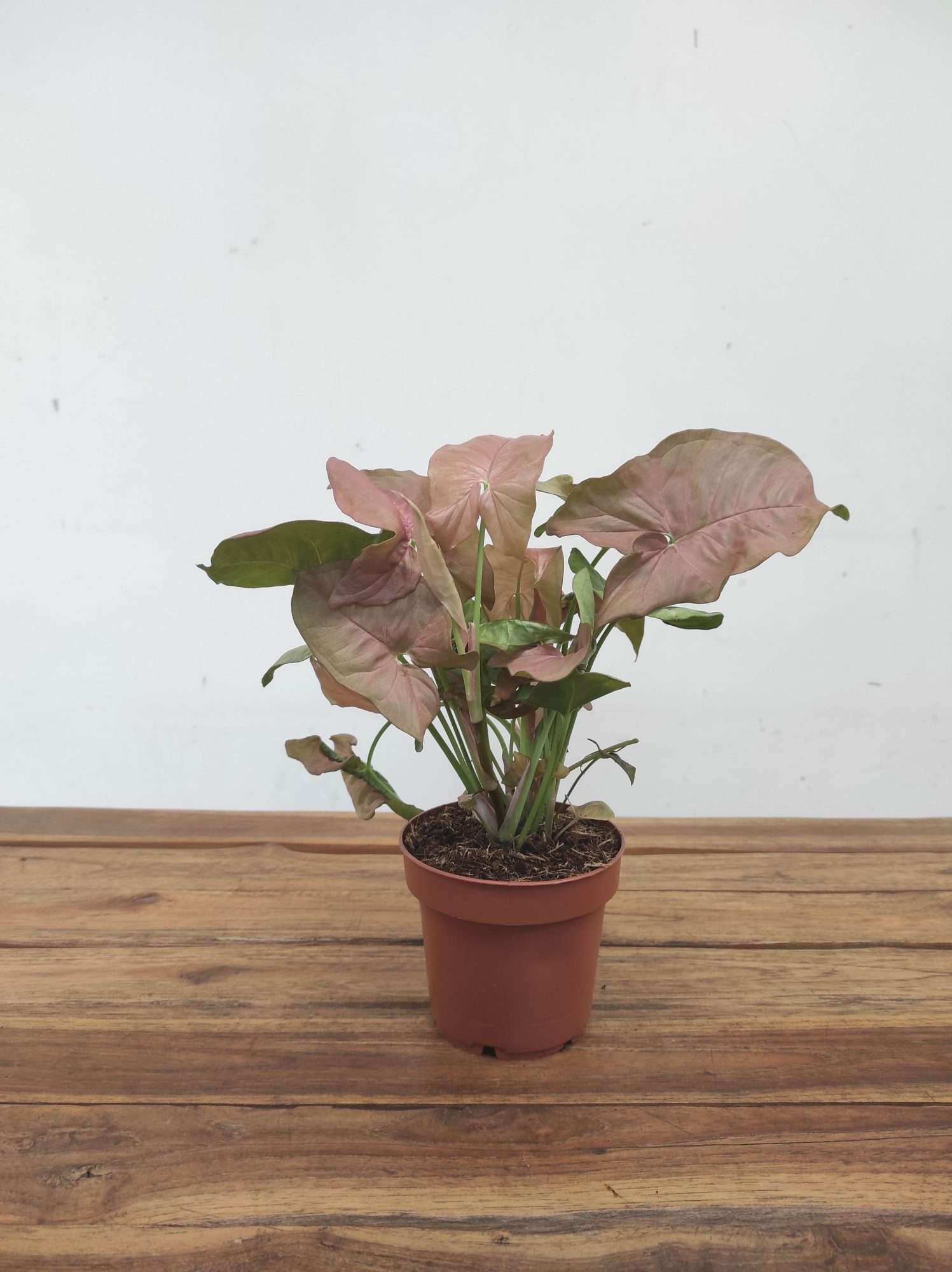 Syngonium Podophyllum V.12 - Image 2