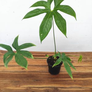 Anthurium Pedatoradiatum V.14