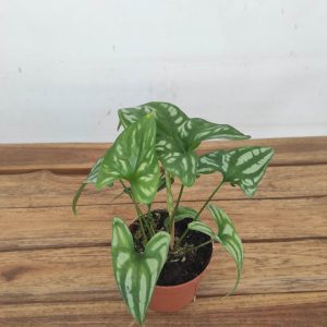 Cercestis Mirabilis - V.10