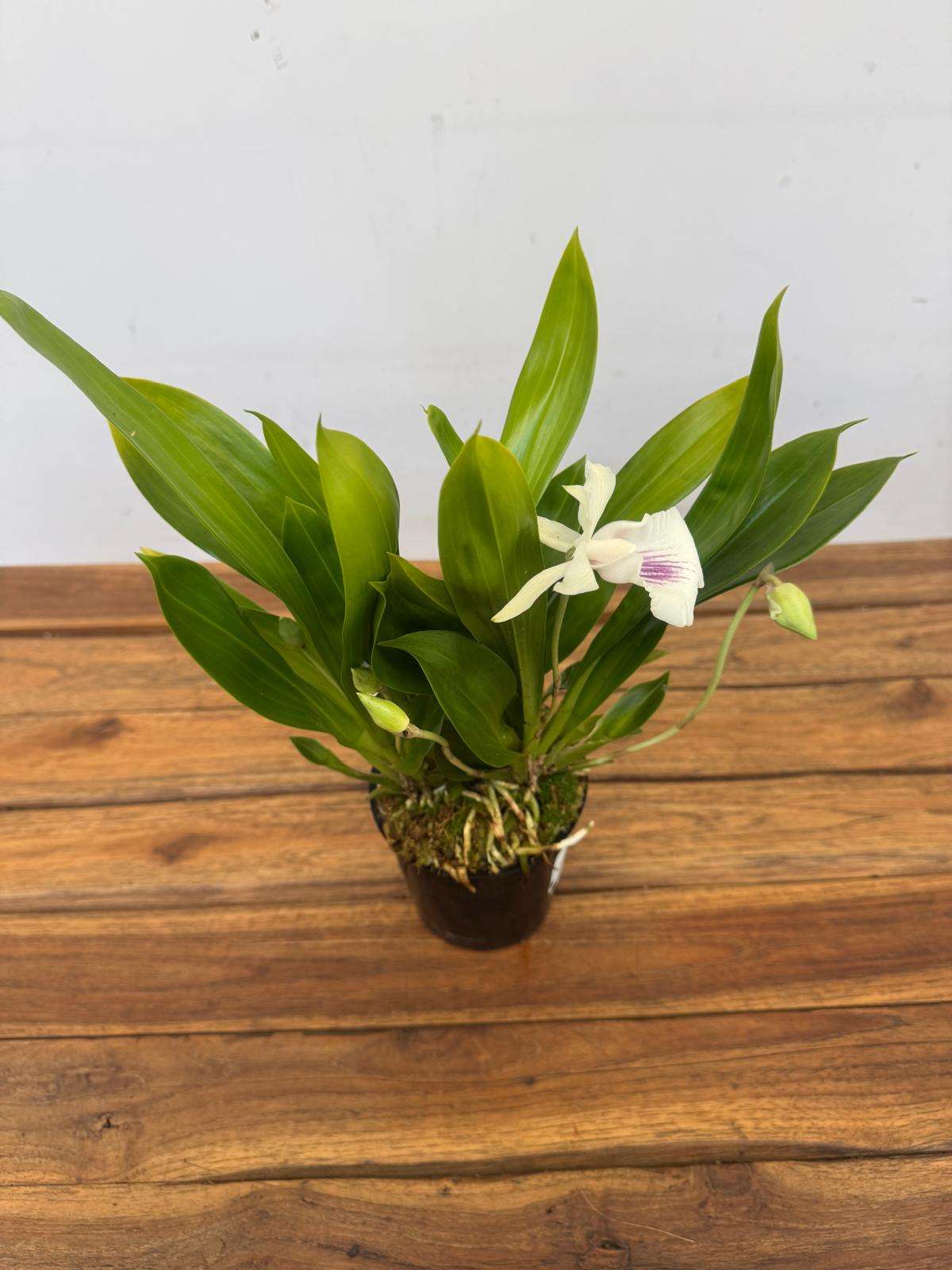 Cochleanthes 'Hybrid' - V.12 - Image 2