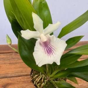 Cochleanthes 'Hybrid' - V.12