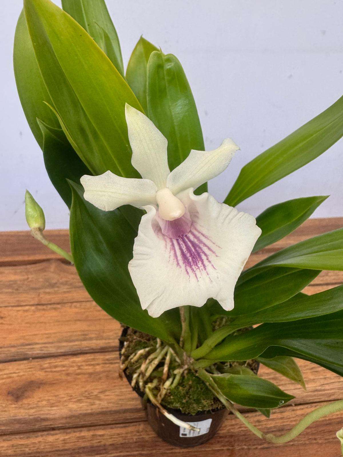 Cochleanthes 'Hybrid' - V.12