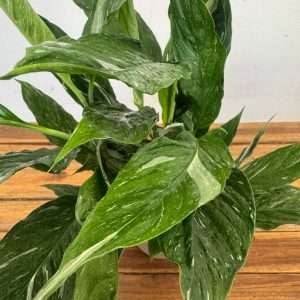 Spathiphyllum Diamond Variegata V.14