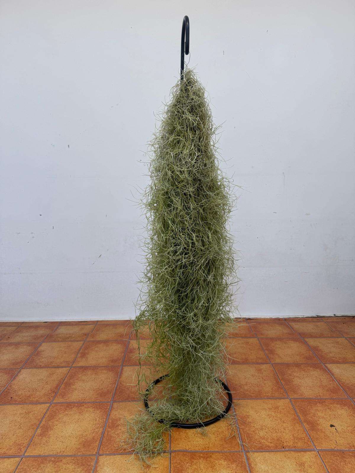 Tillandsia 'Usneoides' - Image 2