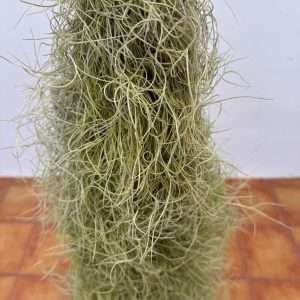 Tillandsia 'Usneoides'