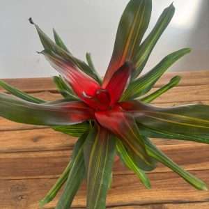 Neoregelia 'Freddie' -V.12