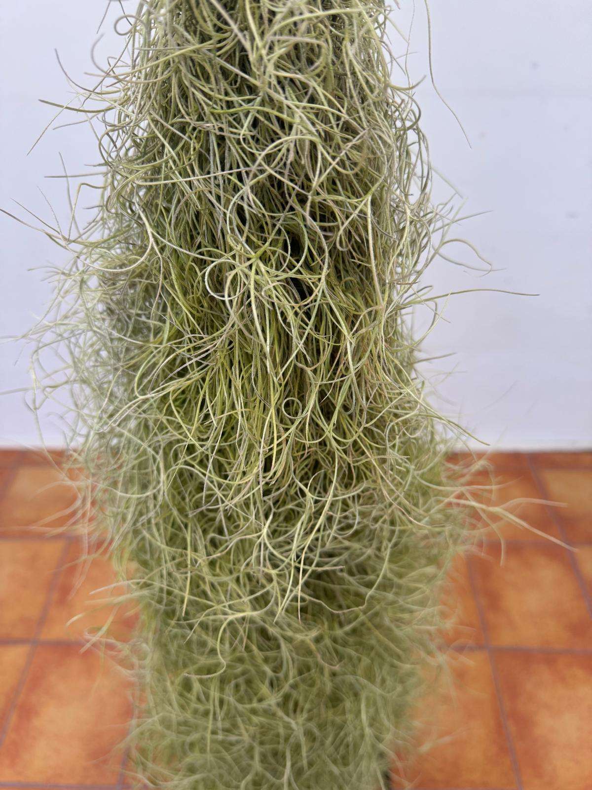 Tillandsia 'Usneoides'