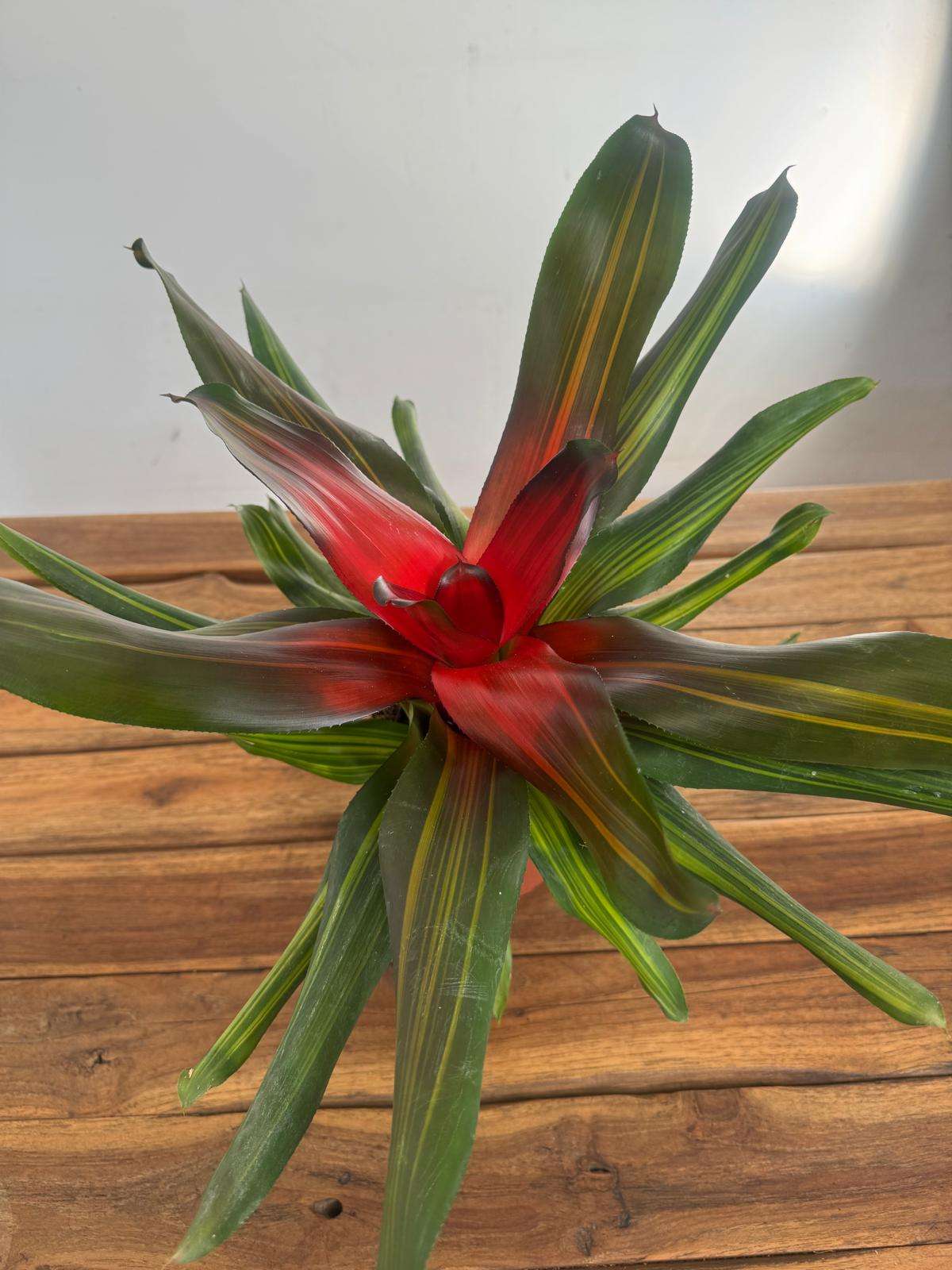 Neoregelia 'Freddie' -V.12