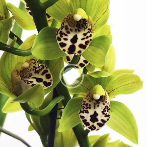 Cymbidium Semi-Pendula