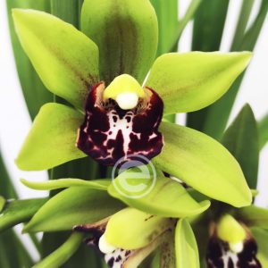 Cymbidium Semi-Pendula