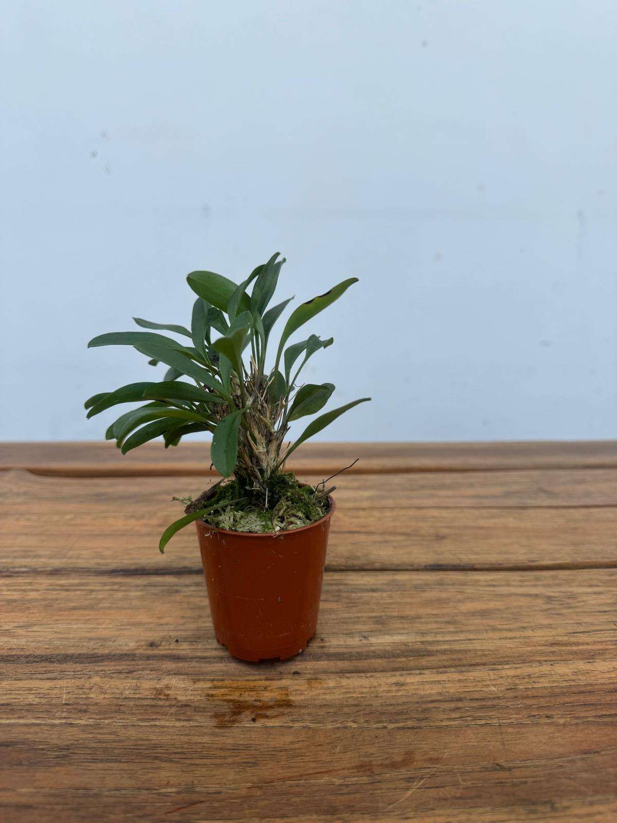Masdevallia 'Sem Flor' - V.6 - Image 2