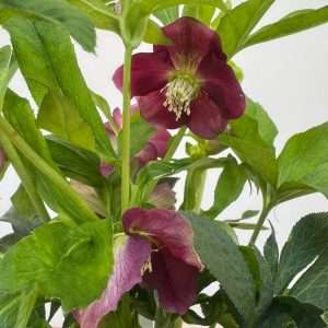 Helleborus Orientallis 'Hello Red' - V.17