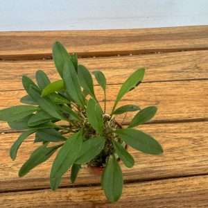 Masdevallia 'Sem Flor' - V.6
