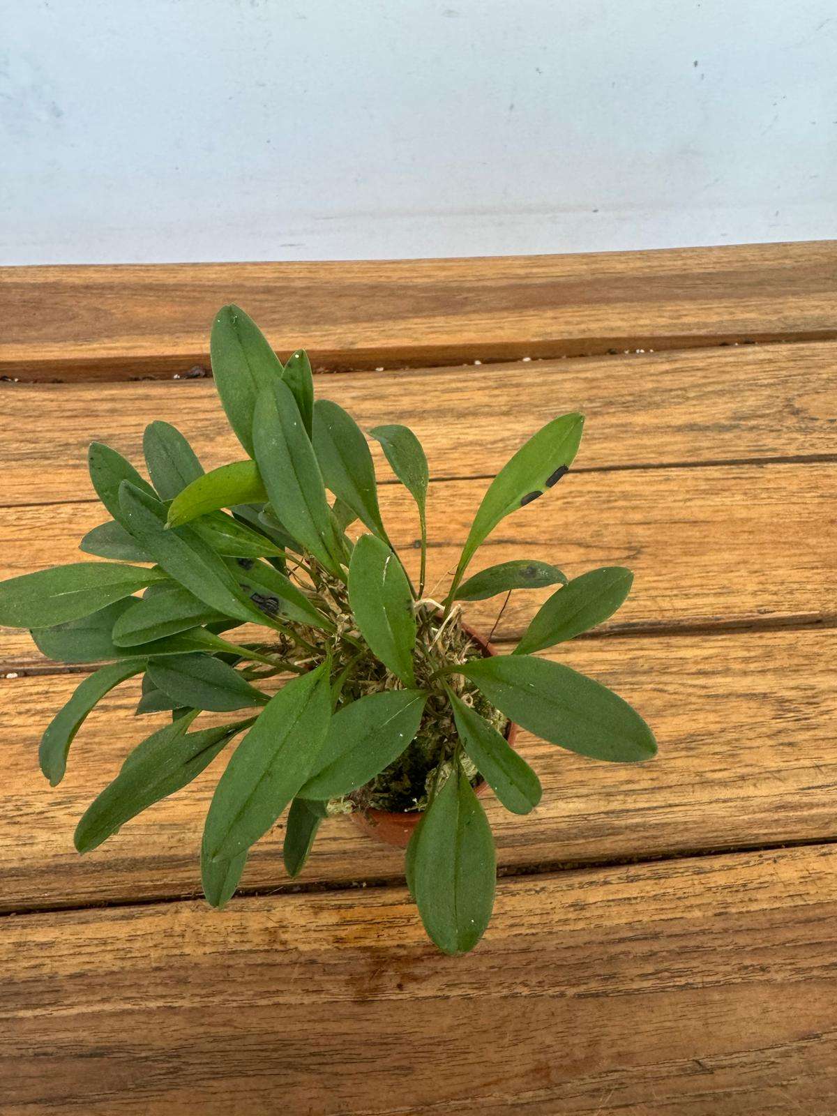 Masdevallia 'Sem Flor' - V.6