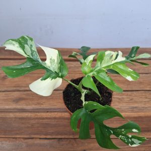 Rhaphidophora Tetrasperma Variegata