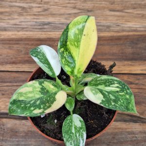 Philodendron 'Green Congo'