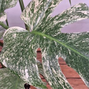 Monstera Mint