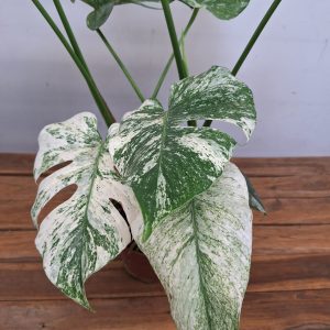 Monstera Mint