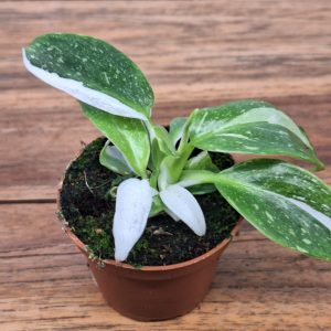 Philodendron 'White Princess'
