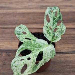 Monstera Frozen Freckles