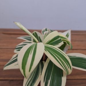 Costus Arabicus Variegata