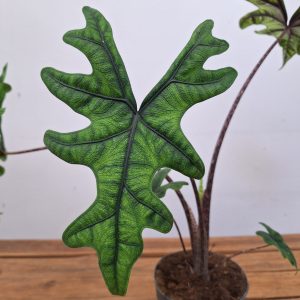 Alocasia Jaclyn