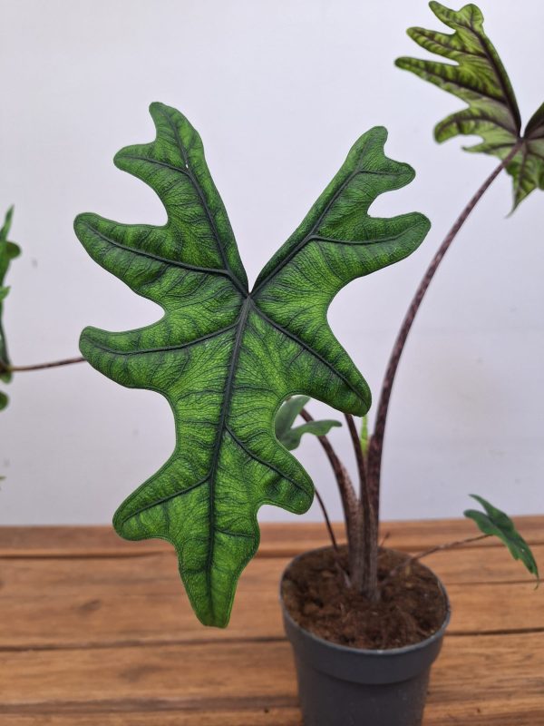 Alocasia Jacklyn – Europlantas