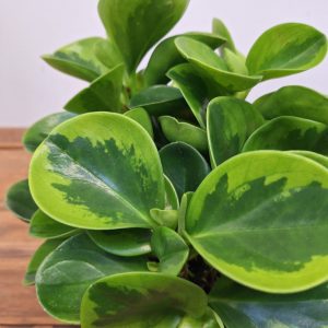 Peperomia Lemon
