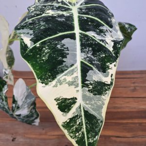 Alocasia Frydek Variegata Xl