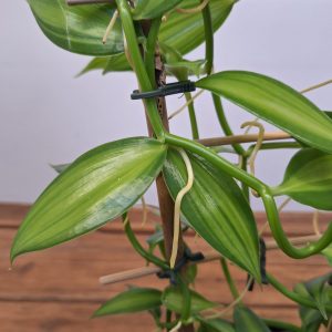 Vanilla Planifolia
