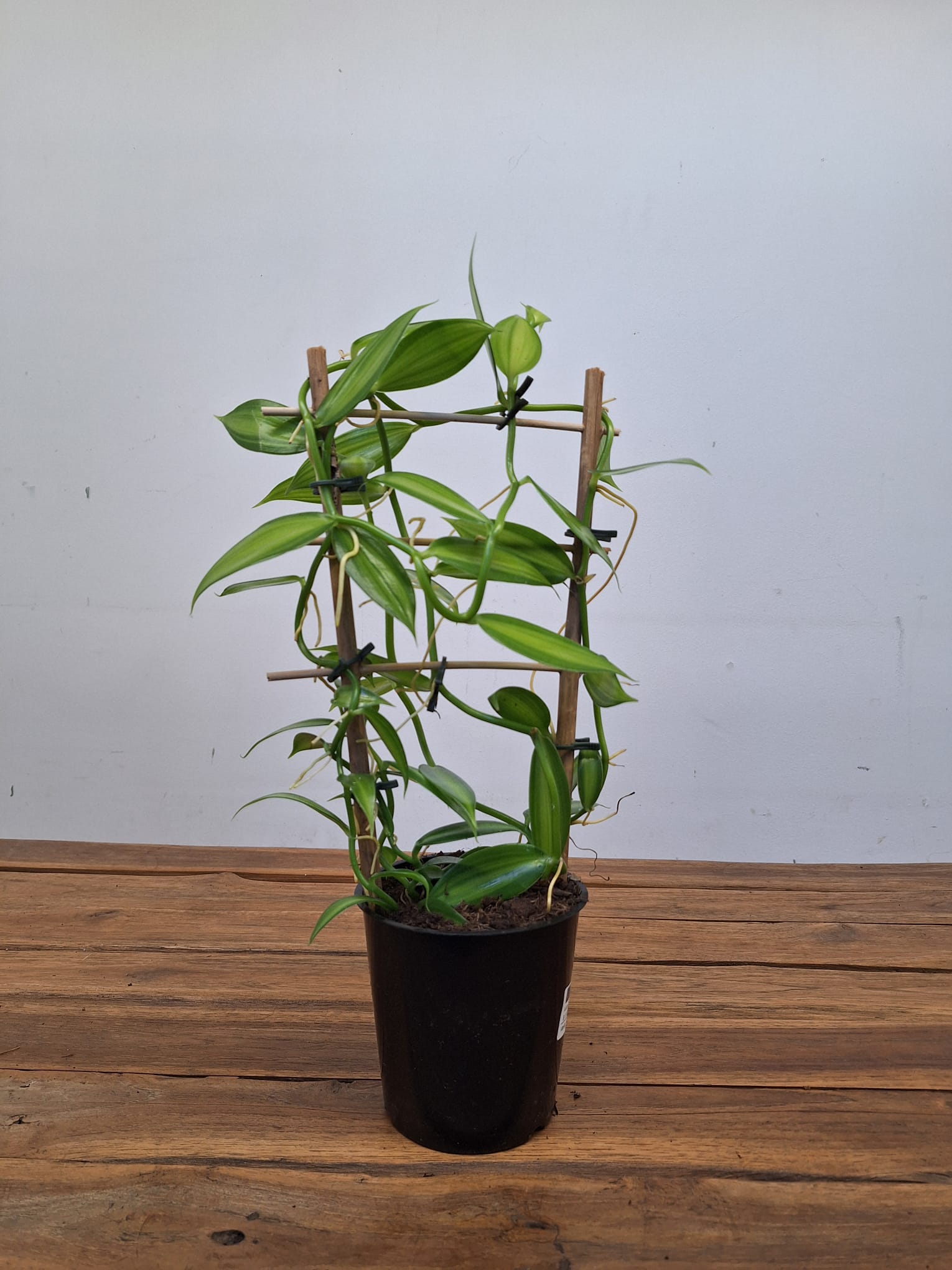 Vanilla Planifolia - Image 2