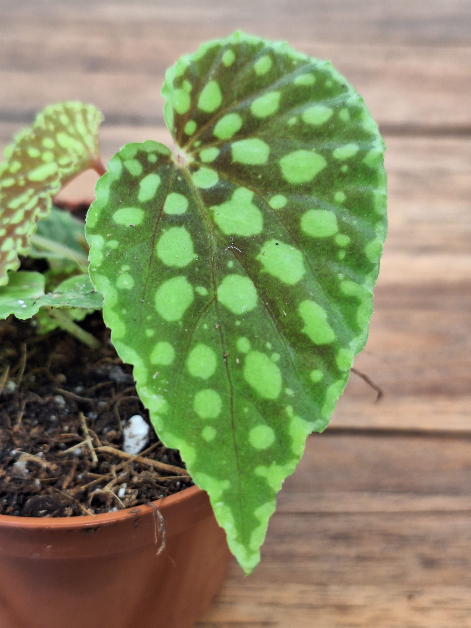 Begonia Chlorosticta