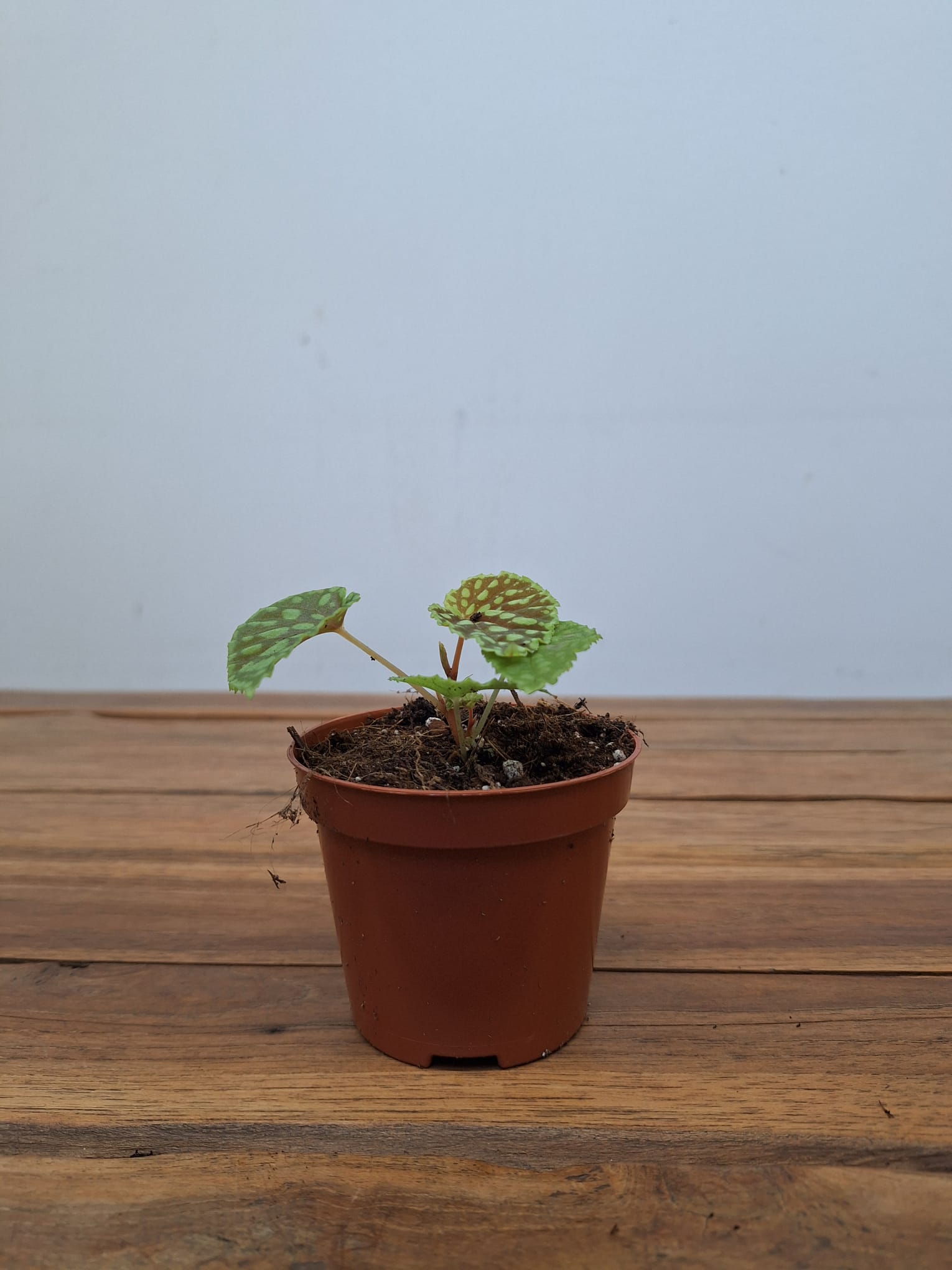 Begonia Chlorosticta - Image 2