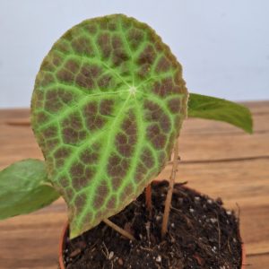 Begonia Phuthoensis
