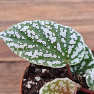 Begonia Snowcap