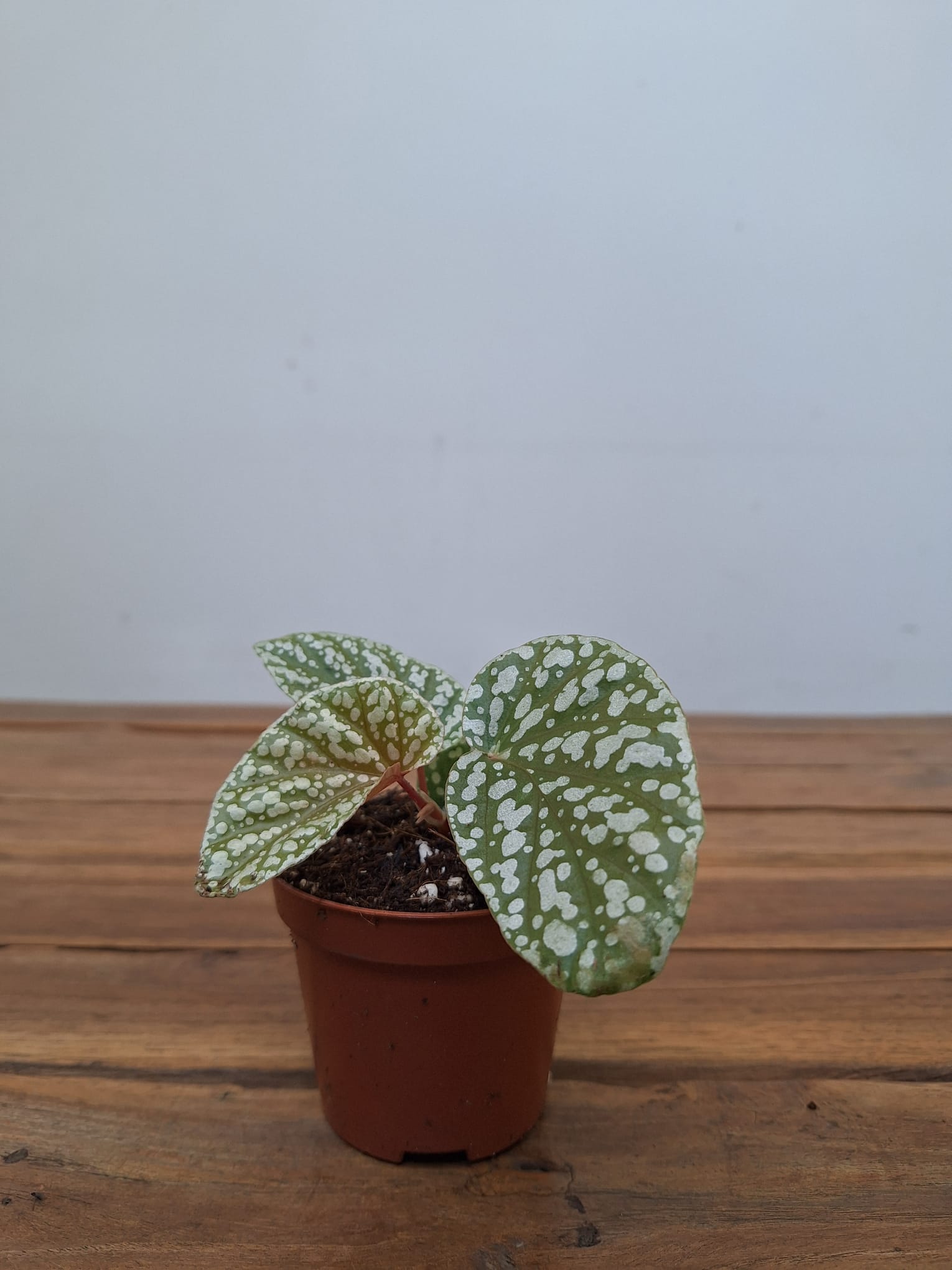 Begonia Snowcap - Image 2