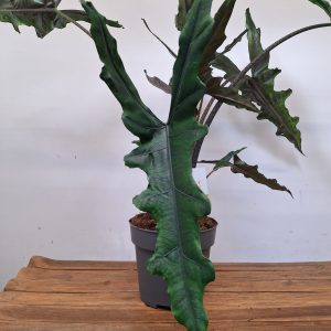 Alocasia Sabrina 'Narrow'